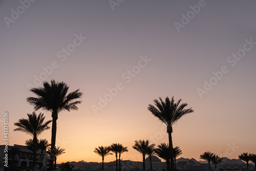 Beautiful sunset or sunrise view with blue sky, tropical palm trees. Summer travel vacation concept background © Floral Deco