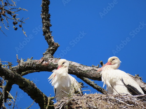 Stork in nest high on top of leafless larch tree in early spring in the biggest white stork 'Ciconia ciconia' colony in the Baltic states - Matisi, Latvia  photo