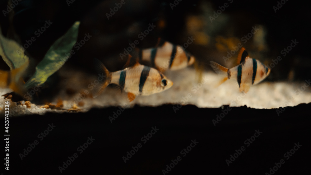 Fototapeta premium 水族館 魚