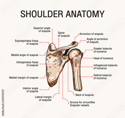 Pelvis bones of pelvic girdle, sketch of human anatomy and medicine. bones and joints structure of skeleton hips, sacrum, femur and coccyx, sacral promontory, pubic arch and iliac spine Premium Vector