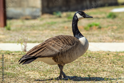 canadian gray goose grazing in the wild © digidreamgrafix