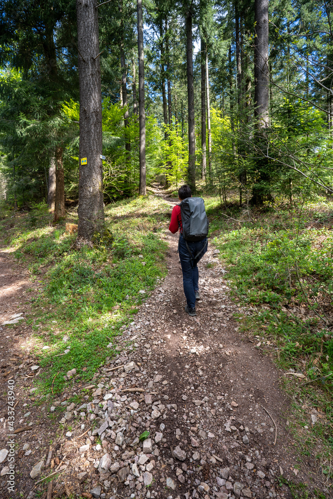 Felsenweg im Schwarzwald bei Ottenhöfen. Felsenweg im Schwarzwald bei Ottenhöfen.