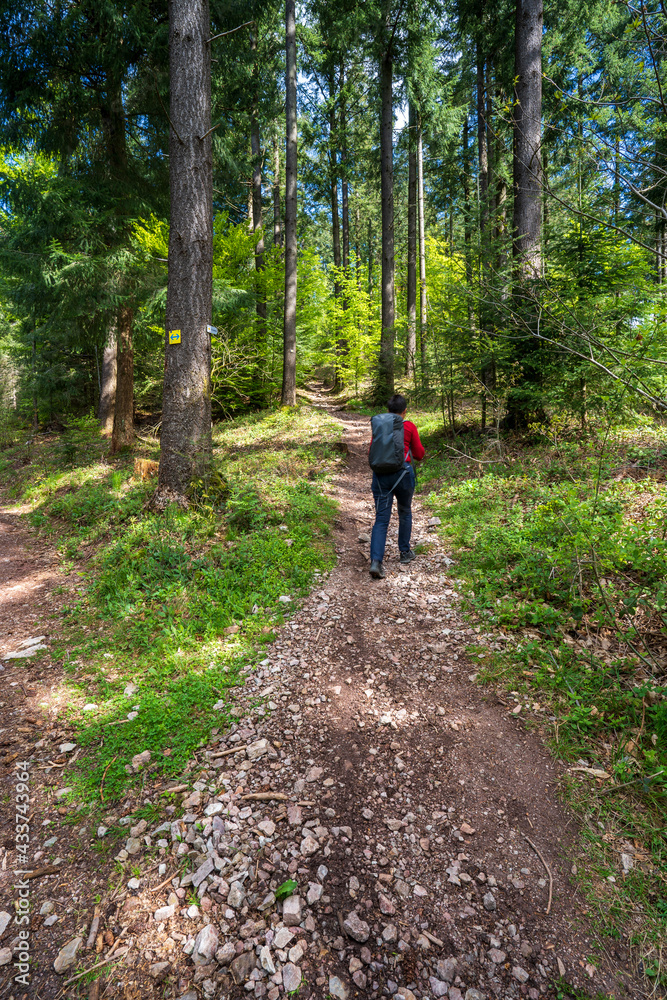 Felsenweg im Schwarzwald bei Ottenhöfen.