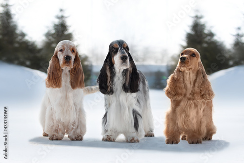 Cuadro en lienzo three english cocker spaniels stand in winter