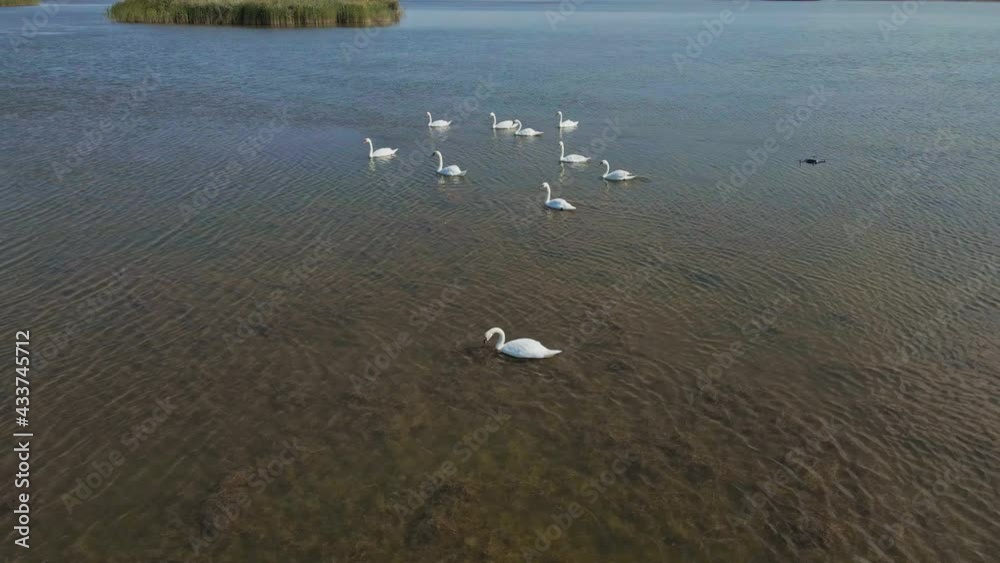 slow motion aerial filming, drone flight over beautiful wild white swans in lake waters, lot of beautiful birds. wild nature beauty