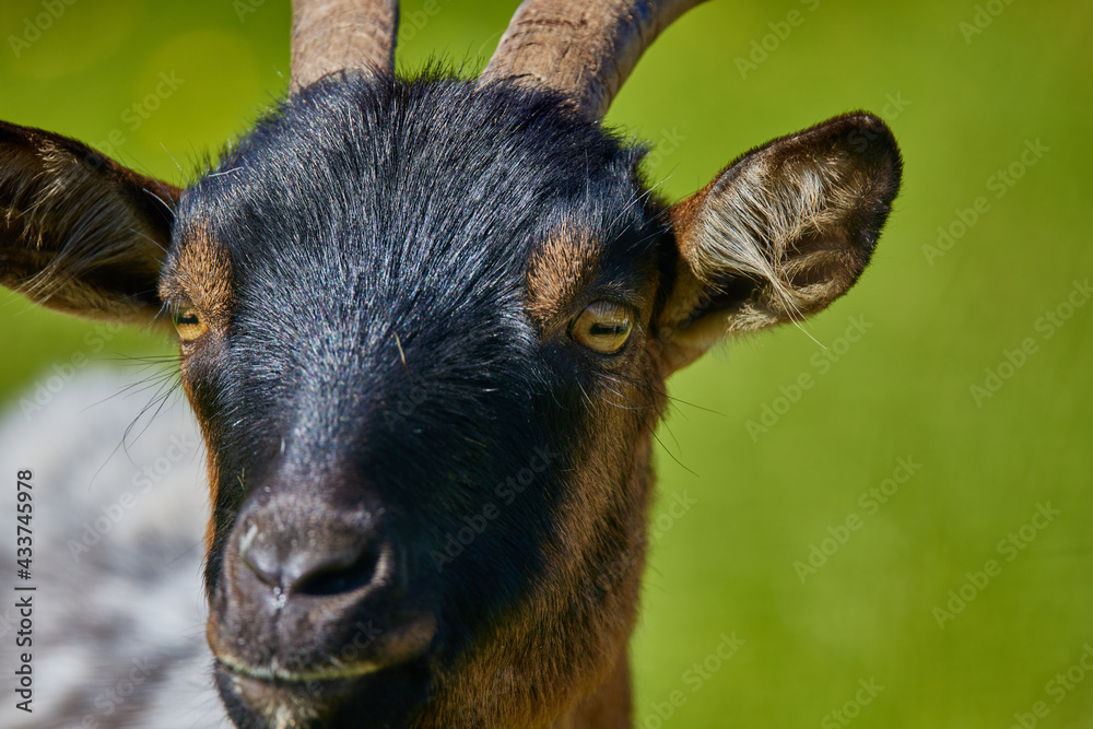 Head of Goat with green background