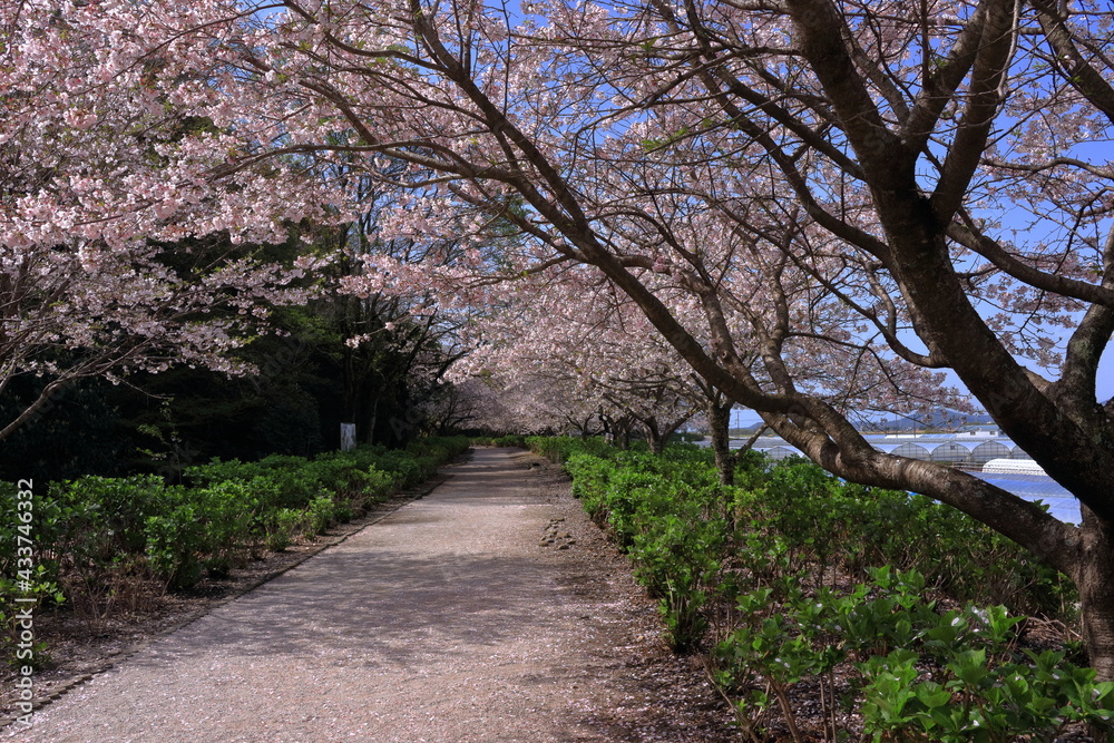野市あじさい街道 桜並木 春 (高知県 香南市) 野市あじさい街道 桜並木 春 (高知県 香南市)