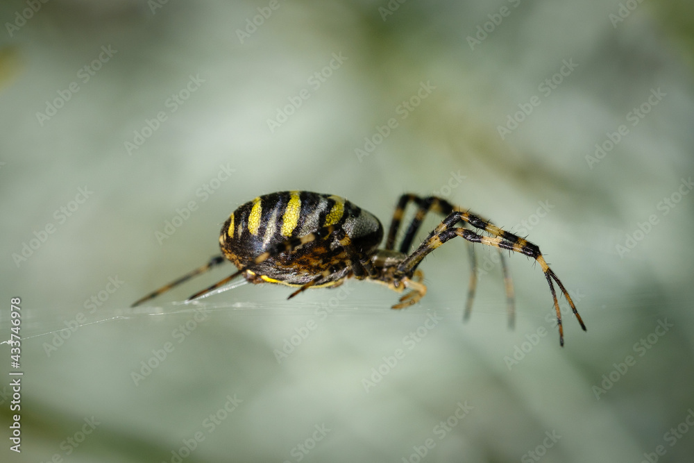 Yellow black wasp spider insect Yellow black wasp spider insect