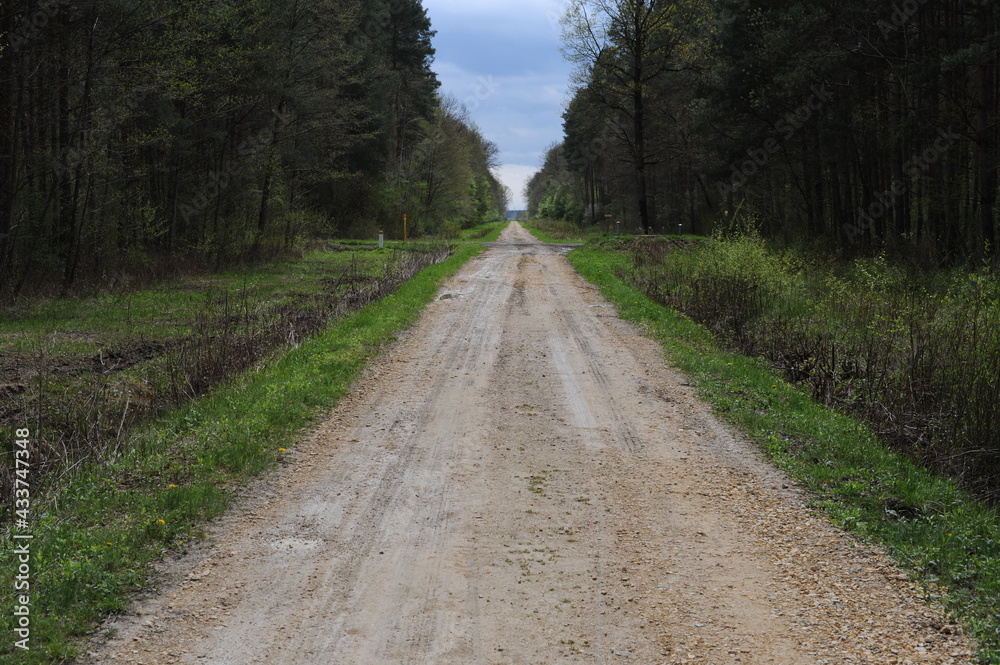 Straight dirt road through the thick wild forest in Europe with beautiful clouds and fresh green grass and leaves on trees