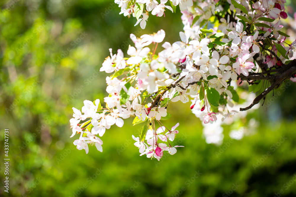 Westpark im Frühling, München