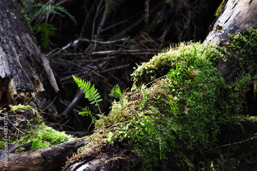 Fototapeta Naklejka Na Ścianę i Meble -  fern and moss growing on rain forest trees