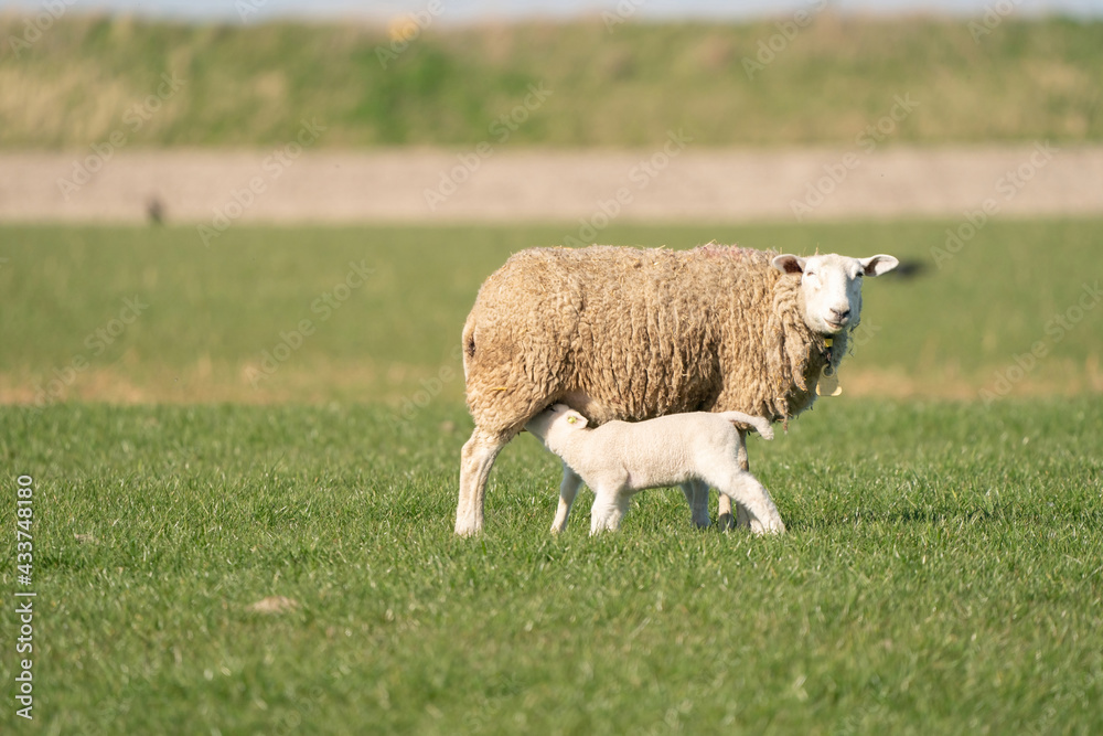 Mother sheep and her twin lambs drinking milk from the ewe. On a spring morning Mother sheep and her twin lambs drinking milk from the ewe. On a spring morning