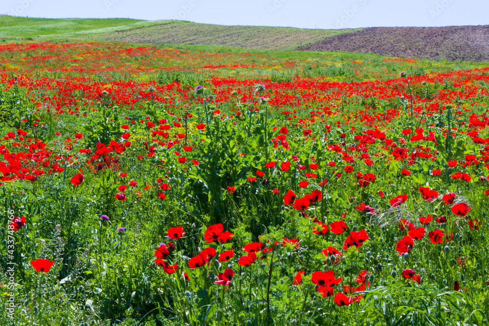 Field of poppy and yellow flowers