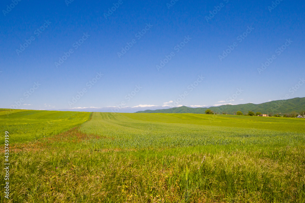 Green valley and caucasus mountain range landscape