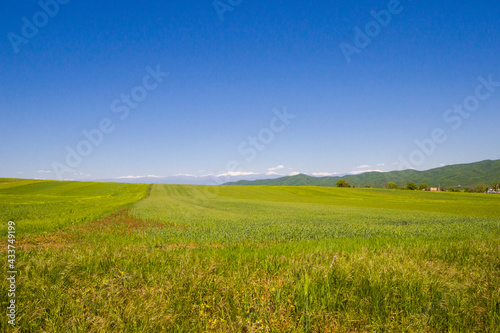 Green valley and caucasus mountain range landscape