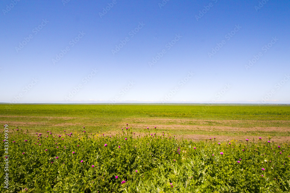 Green valley and caucasus mountain range landscape Green valley and caucasus mountain range landscape