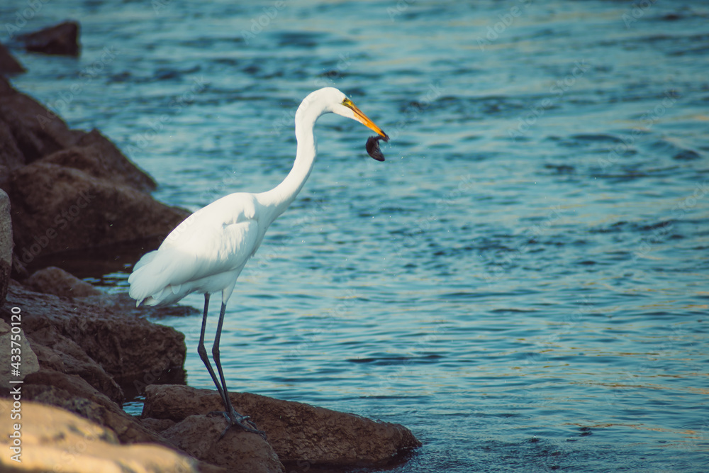 great heron great heron