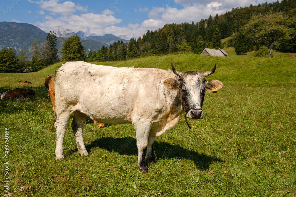 White cow on a grassfield