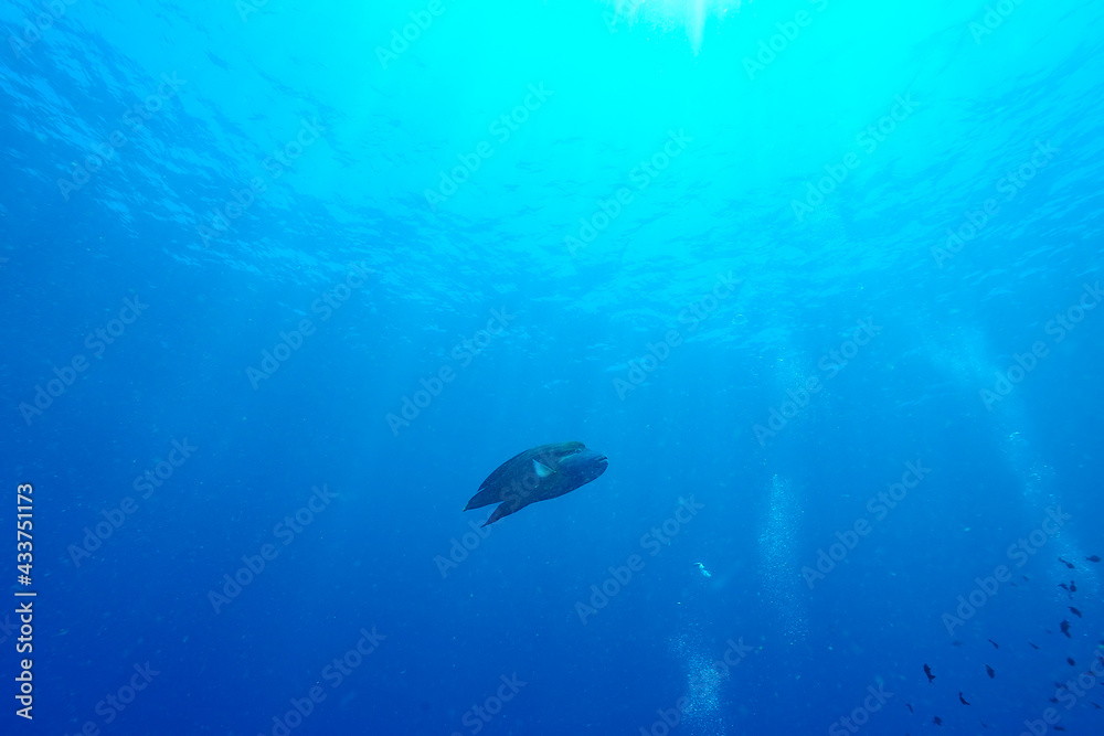 Fototapeta premium A picture of a napoleon fish