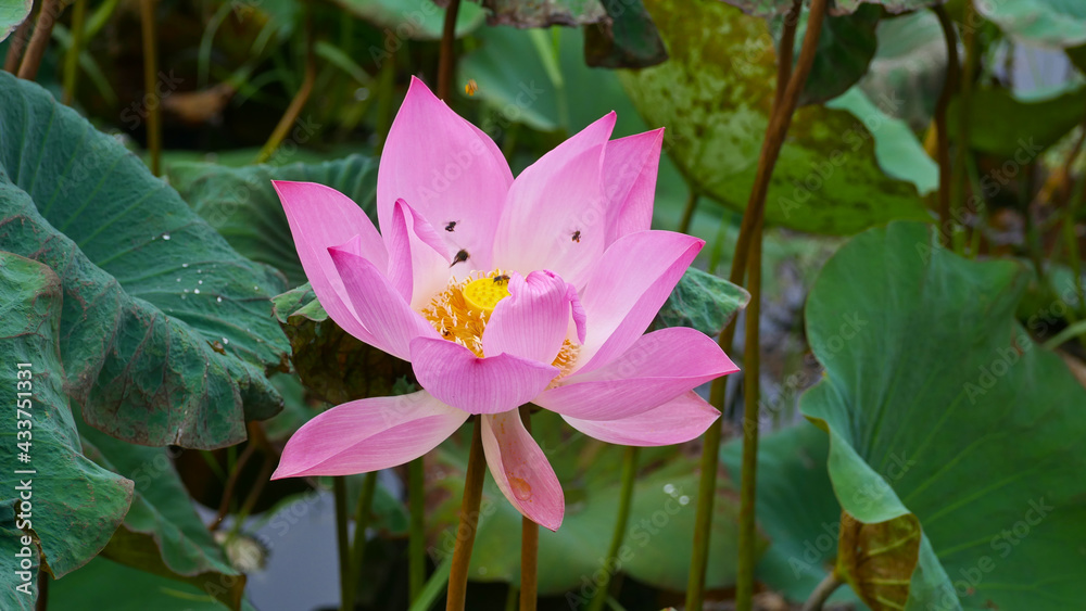 The pink lotus is a flower used to worship monks in Buddhism. The pink lotus is a flower used to worship monks in Buddhism.