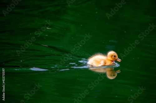 Little duck in water