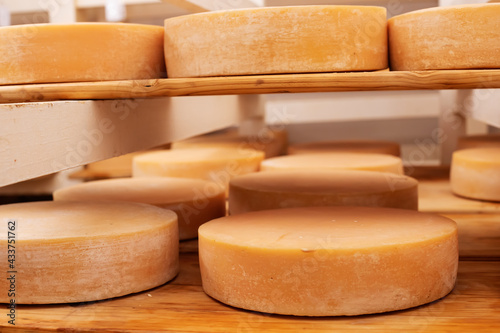 Cheese maturing on shelf - traditional aging method in small dairy
