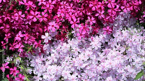 small delicate blooming phlox subulata of dark and light pink shade full frame  little garden decorative flowers for landscape design  natural bright background of spring phlox bloom