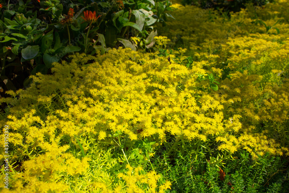 Obraz premium Beautiful bloom of caustic sedum.