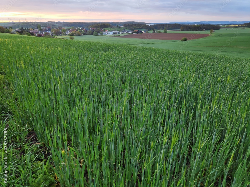 A field of green sprouting young crops on a hillside in Bavaria, Germany
