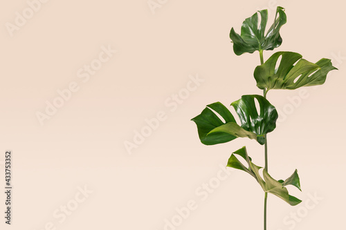 Tropical minimal summer concept. Four splendid natural monstera green leaves. Creative copy space. Lovely beige background.