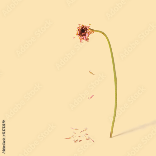 Minimal dying gerbera flower concept. Beige lonely background. Abstract design.