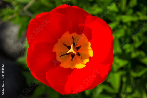 Beautiful blossoming red Tulip top view. Scarlet petals on a background of green spring gardens.