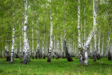 Fotobehang Berkenbos Frisse lentebladeren aan witte berken  © olgaS