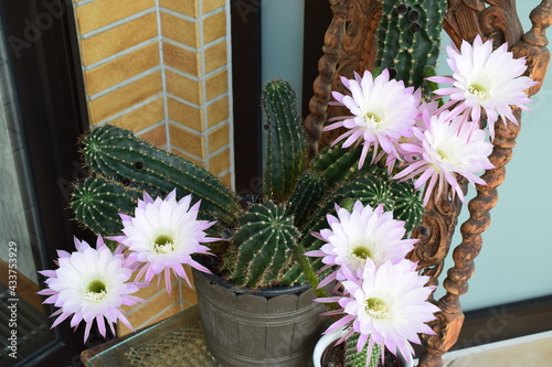 Fotografiet Kaktusblüte Königin der Nacht, wissenschaftlich: Selenicereus grandiflorus