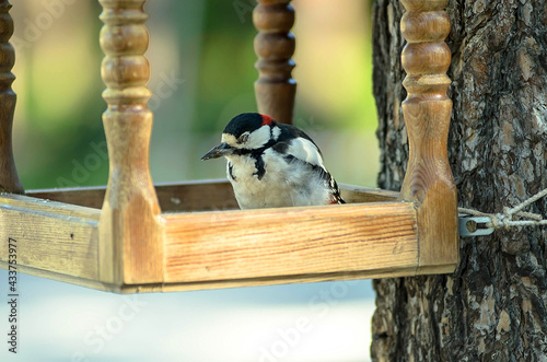A sleeping bird sits in a wooden feeder. Woodpecker (Dendrocopos major). Tired after work.