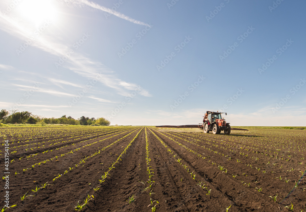 Tractor spraying corn field Tractor spraying corn field