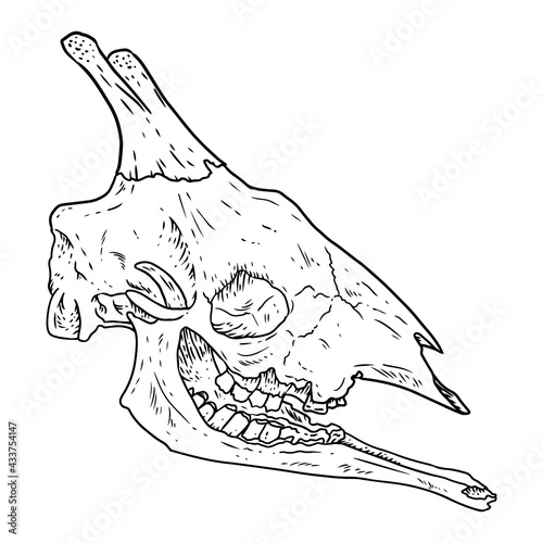Giraffe fossilized skull hand drawn sketch image. Giraffa bones fossil illustration drawing. Vector stock outline silhouette