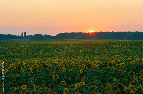 field at sunset