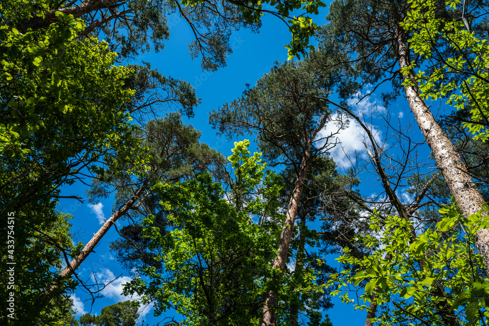 Obraz premium la cime des arbres sous un ciel bleu et nuages blanc 3