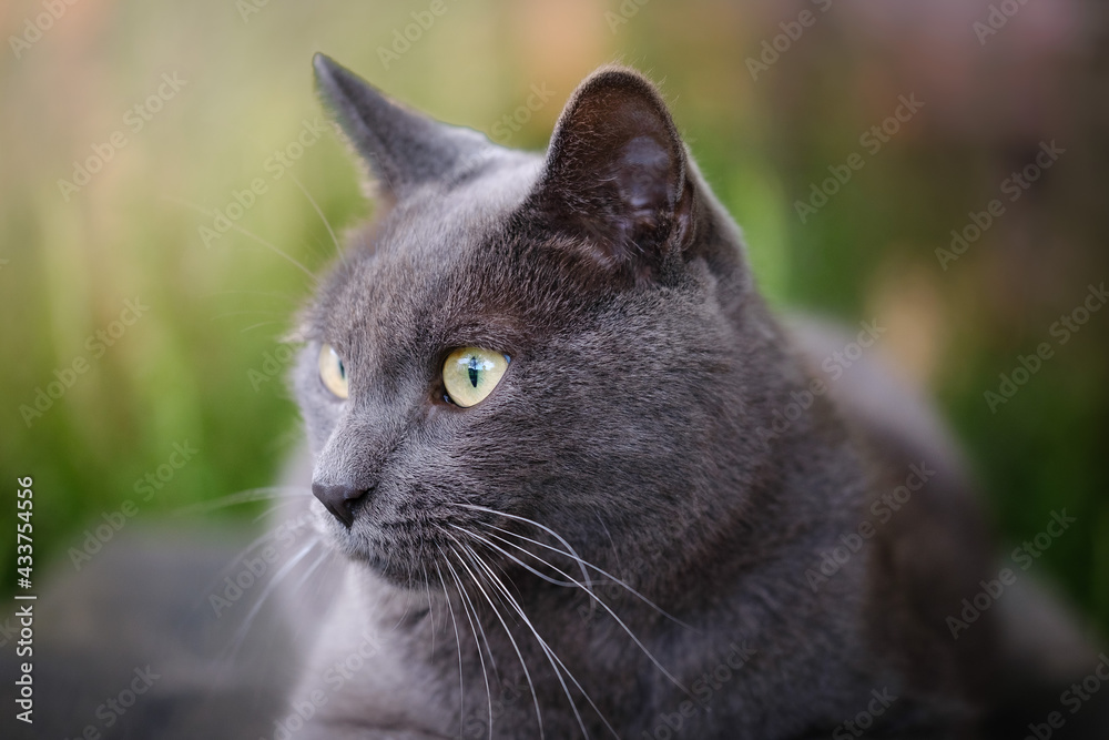 Beautiful grey Chartreux cat 