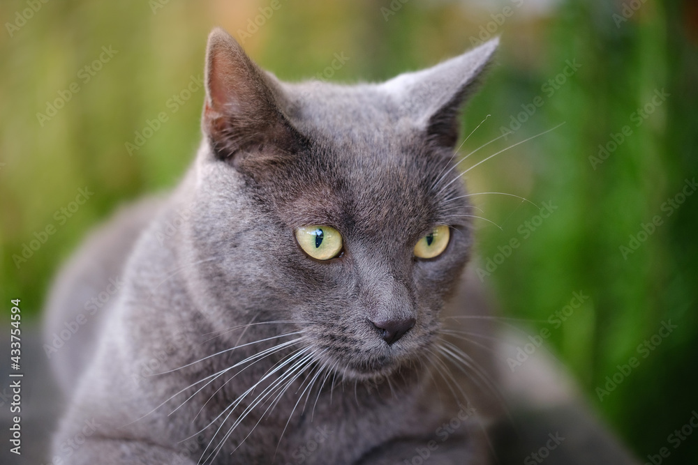 Beautiful grey Chartreux cat 