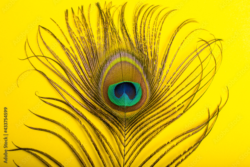 Obraz premium peacock feathers iridescent blue green gold with a peephole on a bright yellow background