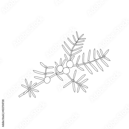 Vector line hand drawn illustration of  juniper branch with leaves and berries. Isolated on white background.