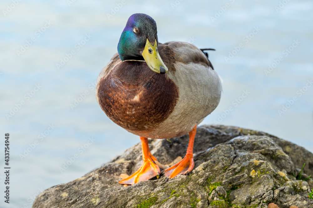 Mallard (Anas platyrhynchos) on a stillwater lake Mallard (Anas platyrhynchos) on a stillwater lake