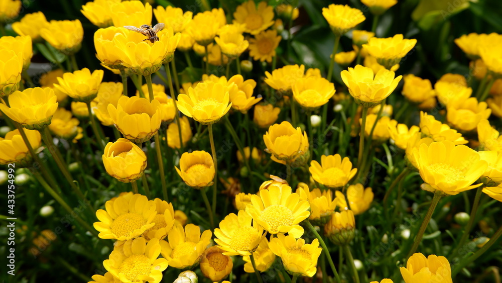 Obraz premium 商用で使える花と蜂の写真