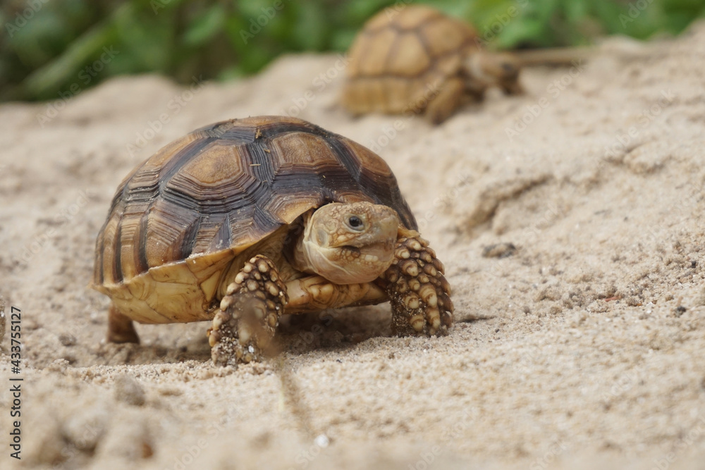 Close up African spurred tortoise resting in the Natural , Slow life ,Africa spurred tortoise sunbathe on ground with his protective shell ,Beautiful Tortoise Close up African spurred tortoise resting in the Natural , Slow life ,Africa spurred tortoise sunbathe on ground with his protective shell ,Beautiful Tortoise