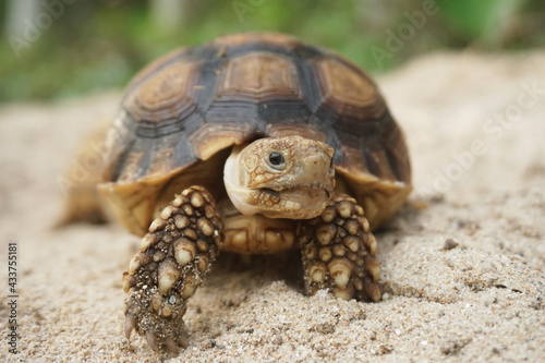 Close up African spurred tortoise resting in the Natural , Slow life ,Africa spurred tortoise sunbathe on ground with his protective shell ,Beautiful Tortoise