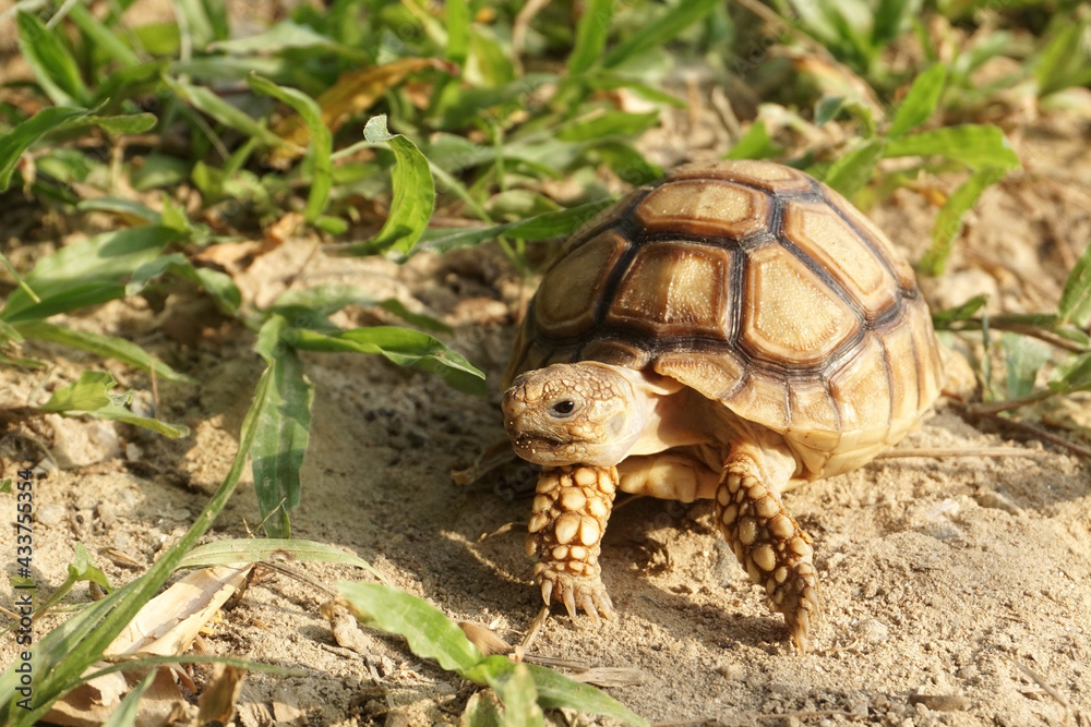 Close up African spurred tortoise resting in the Natural , Slow life ,Africa spurred tortoise sunbathe on ground with his protective shell ,Beautiful Tortoise Close up African spurred tortoise resting in the Natural , Slow life ,Africa spurred tortoise sunbathe on ground with his protective shell ,Beautiful Tortoise