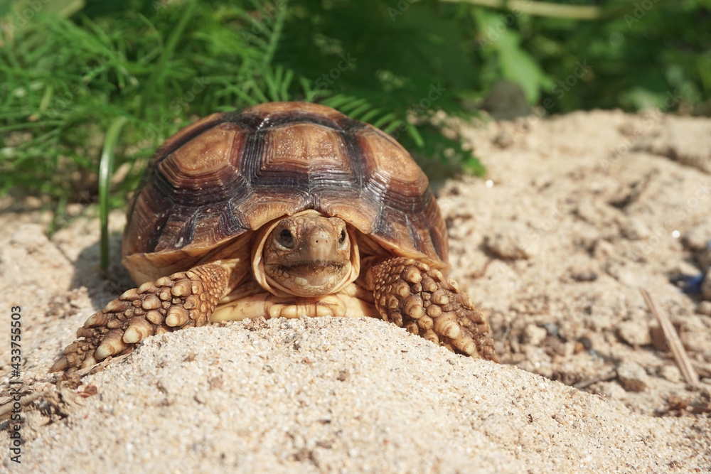Obraz premium Close up African spurred tortoise resting in the Natural , Slow life ,Africa spurred tortoise sunbathe on ground with his protective shell ,Beautiful Tortoise