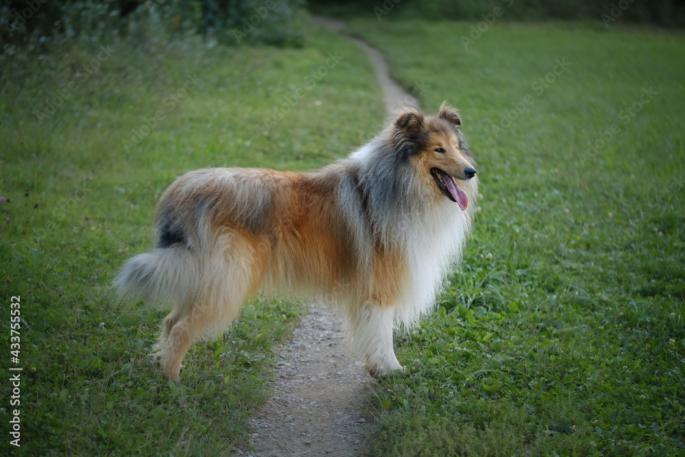Rough collie sable and white dog